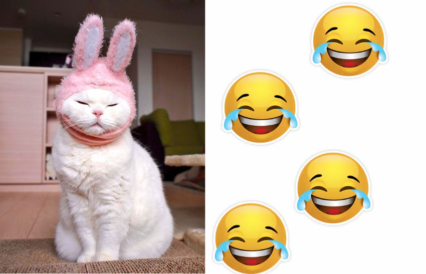 Não compre gato por lebre